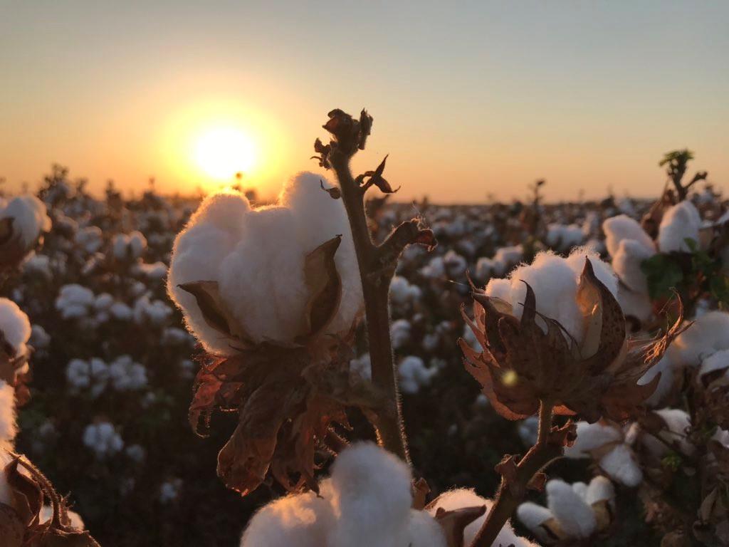 Cotton